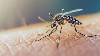 شیوع تب خطرناک در جنوب ایران/ هر دو هفته یک موج جدید دیده می شود