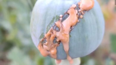 مواد مخدر ، قاچاق مواد مخدر ،