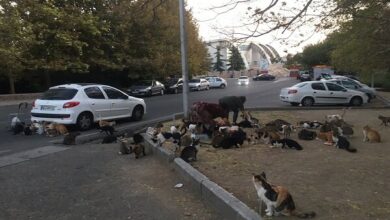 تغذیه به حیوانات خیابانی ؛ اقدام انسانی با چالش های بهداشتی - آژانس خبری مهر | اخبار ایرانی و جهانی