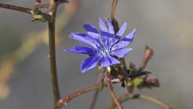 این گیاه می تواند پرخوری را کاهش دهد