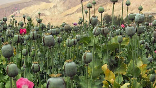 آیا فروش پوپی در آتاری قانونی است؟