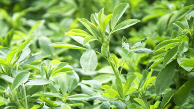 عرق یونجه و شربت سه‌شیره، منبع تأمین آهن نیستند