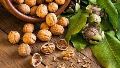 این آجیل خواب خوب را تضمین می کند