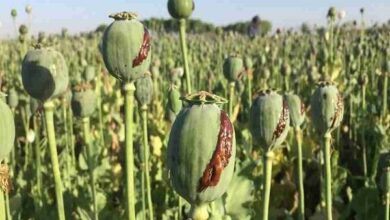 کشت خشخاش در ایران برای تولید داروهای حیاتی - آژانس خبری مهر | اخبار ایرانی و جهانی