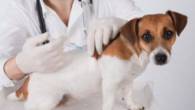 ثبت بیش از ۴۷۰ هزار مورد حیوان‌گزیدگی در کشور / ضرورت واکسیناسیون سگ های صاحب دار