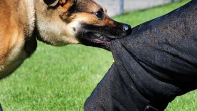 آمار حیوانات را در کشور آخرین پرهای به دنبال هاری نیش بزنید