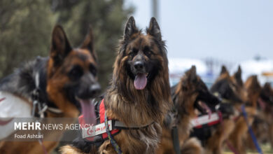 سال گذشته ، 3 کشته ناشی از هاری در کشور ثبت شد - آژانس خبری مهر | اخبار ایرانی و جهانی