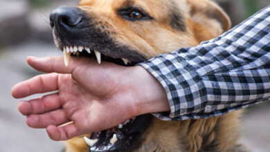 ثبت نام 6000 حیوان در سال 2 - آژانس خبری مهر | اخبار ایرانی و جهانی