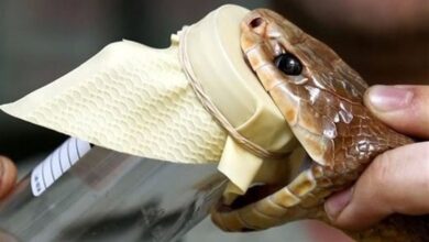 ثبت نخستین موارد درمان گزش &quot;سیه‌مار&quot; با پادزهر ایرانی