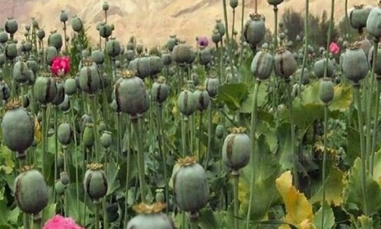 داروهای مشتق از تریاک؛ ضرورت حیاتی برای اتاقهای عمل و برخی بیماران