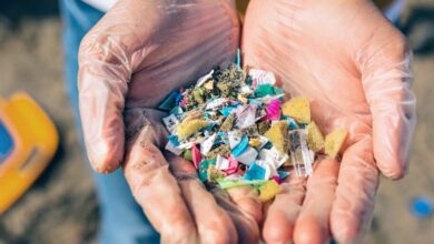 میکروپلاستیکها میتوانند به سلامت استخوانهای انسان آسیب بزنند