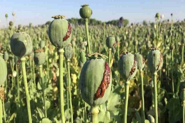 کاهش منابع خشخاش برای داروخانه ایرانی تهدید شده است - آژانس خبری مهر | اخبار ایرانی و جهانی