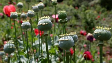 مواد غذایی داوارو: کشت قانونی ما 6 نوع آنمیم را دنبال می کنیم ، نه خشخاش