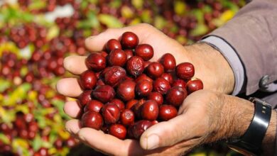 میوه ای با خاصیت جادویی. از پاکسازی کبد تا یبوست