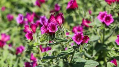 خوردن این گل استرس و اضطراب را کاهش می دهد