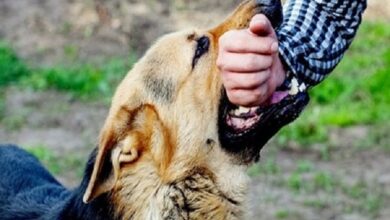 تولید داخلی داروی ضد ایمونوگلوبولین ؛ یک گام مهم در درمان خودآزمایی