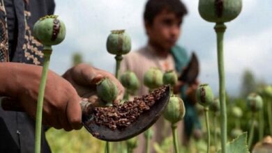 کشت خشخاش دارویی برای تأمین نیاز کشور ضروری است