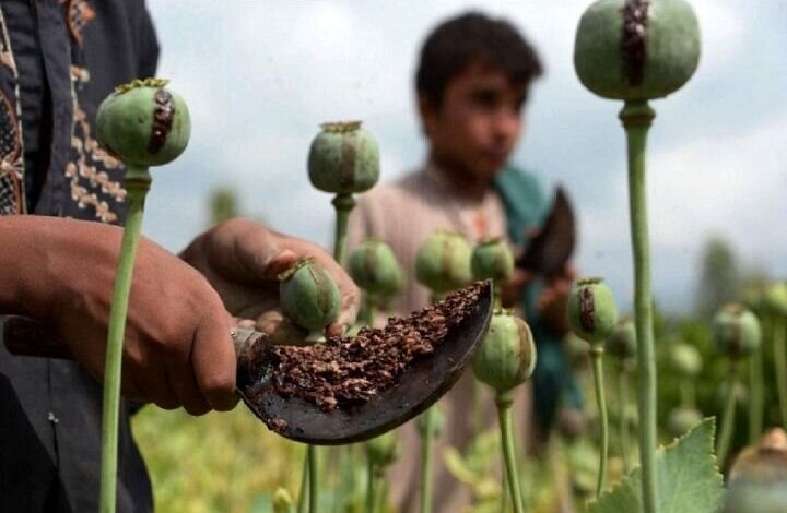 کشت خشخاش دارویی برای تأمین نیاز کشور ضروری است