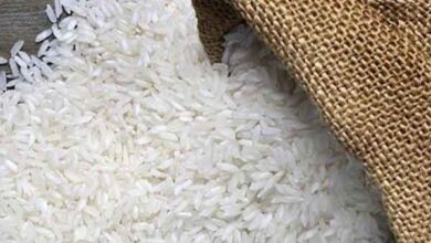 ارقام برنج پرتودهی شده، تراریخته نیست