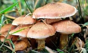 از قارچ‌های خودرو در طبیعت به هیچ وجه استفاده نکنید