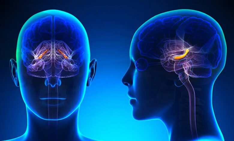 هشدار تازه؛ مغز مردان زودتر تحلیل می‌رود