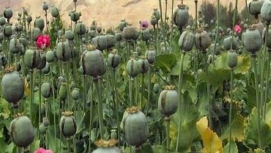 خشخاش وزارت بهداشت یا شقایق ستاد مبارزه با مواد مخدر؛ کدام کِشت می‌شود؟