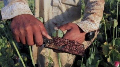 کاهش منابع خشخاش تهدیدی برای داروسازی ایران