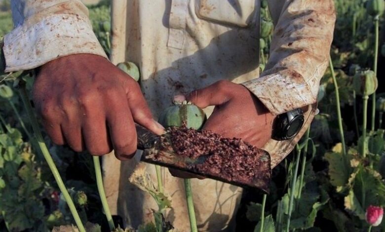 کاهش منابع خشخاش تهدیدی برای داروسازی ایران