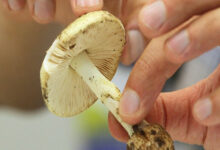 قارچ های پرورش یافته در طبیعت؛ زیبایی خطرناک پاییز و زمستان - خبرگزاری مهر ایران و جهان