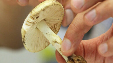 قارچ های پرورش یافته در طبیعت؛ زیبایی خطرناک پاییز و زمستان - خبرگزاری مهر ایران و جهان