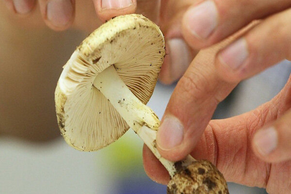 قارچ های پرورش یافته در طبیعت؛ زیبایی خطرناک پاییز و زمستان - خبرگزاری مهر ایران و جهان