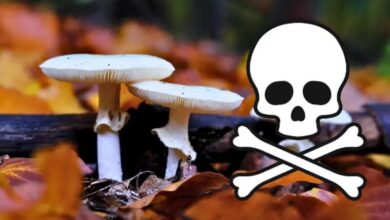 مصرف این قارچ ها زندگی شما را تهدید می کند!