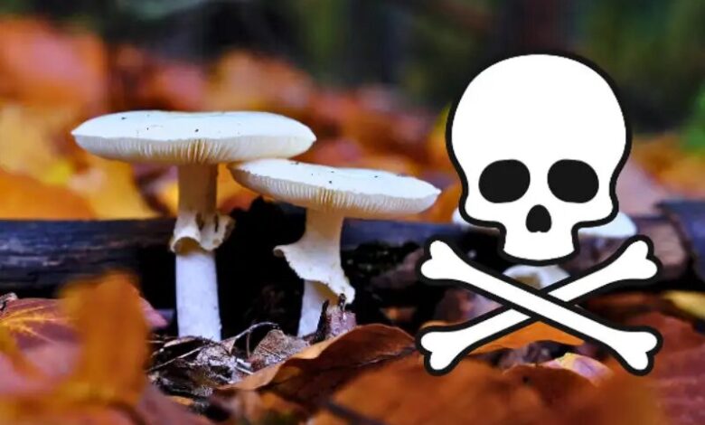 مصرف این قارچ ها زندگی شما را تهدید می کند!