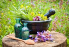 حدود ۸۰ درصد مردم از طب سنتی استفاده می کنند