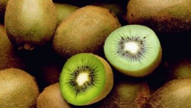 میوه ای برای درمان یبوست - خبرگزاری مهر ایران و جهان