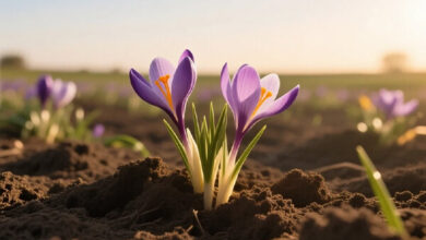 طعم دهنده ای که طعم مرگ را می دهد+فیلم - خبرگزاری مهر ایران و جهان