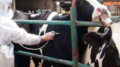 «تب برفکی» به انسان منتقل نمی‌شود / محصولات دام‌های مبتلا وارد بازار نمی‌شود