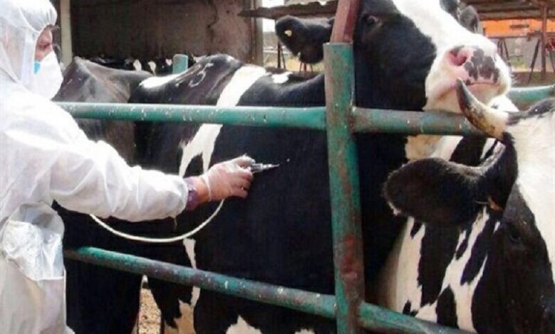 «تب برفکی» به انسان منتقل نمی‌شود / محصولات دام‌های مبتلا وارد بازار نمی‌شود