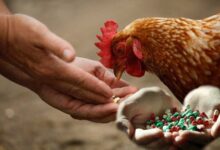 استفاده بی رویه از آنتی بیوتیک ها در دامپروری و کشاورزی مقاومت میکروبی را تشدید می کند.