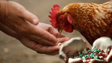 استفاده بی رویه از آنتی بیوتیک ها در دامپروری و کشاورزی مقاومت میکروبی را تشدید می کند.