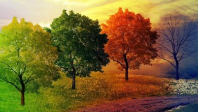 حال و هوای سرد و خشک پاییز و چالش های جسمی و روحی آن