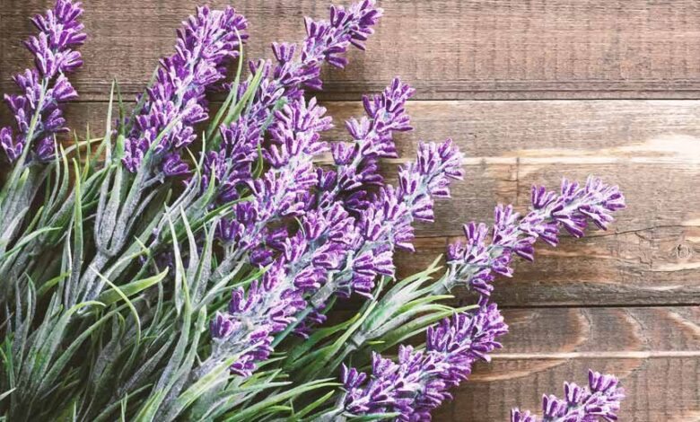 مضرات، فواید و خواص اسطوخودوس چیست و چه فوایدی دارد؟ + استفاده از روغن اسطوخودوس