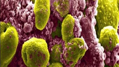 تاثیر ترکیب دارویی در کاهش خطر مرگ ناشی از سرطان - خبرگزاری مهر ایران و جهان