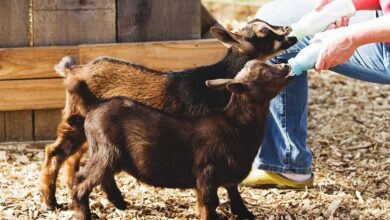 خطرات پنهان نگهداری از حیوانات در خانه