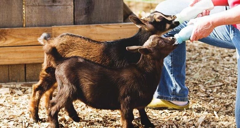 خطرات پنهان نگهداری از حیوانات در خانه