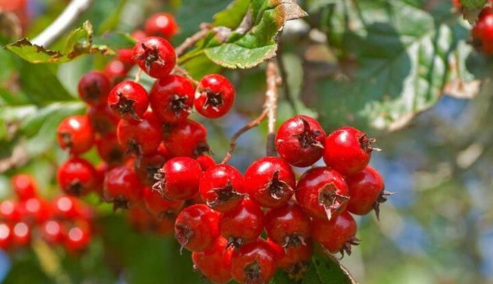 میوه ای برای سلامت قلب و آرامش روحی