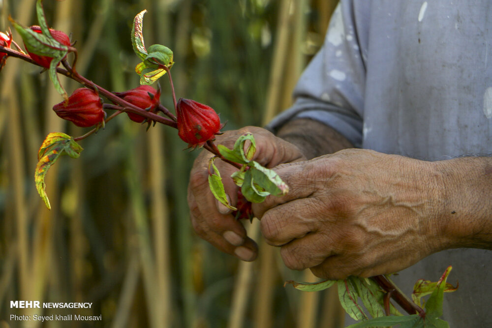 چای ترش؛ یک نوشیدنی مخصوص کم کالری