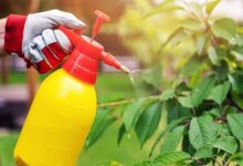 آفت کش ها میکروب های مفید روده را به خطر می اندازند - خبرگزاری مهر | اخبار ایران و جهان