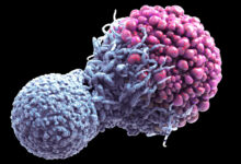 کشف مرگ سلولی می تواند به درمان سرطان کمک کند - خبرگزاری مهر ایران و جهان