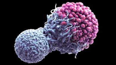 کشف مرگ سلولی می تواند به درمان سرطان کمک کند - خبرگزاری مهر ایران و جهان